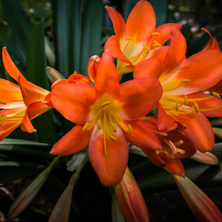 Clivia Wallpaper